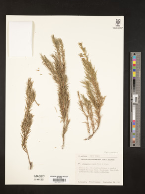 Juniperus rigida image