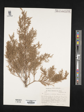 Juniperus silicicola image