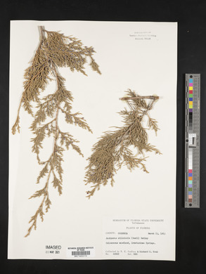 Juniperus silicicola image