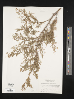 Juniperus silicicola image
