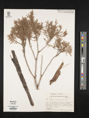 Juniperus silicicola image