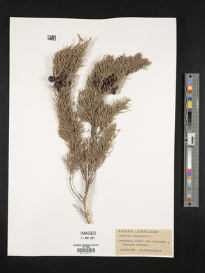Juniperus phoenicea image