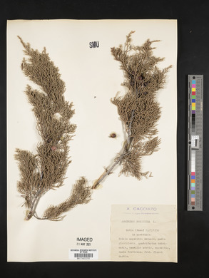 Juniperus phoenicea image