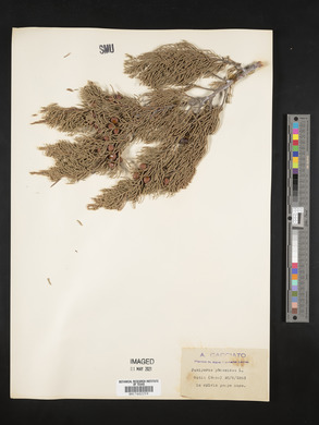 Juniperus phoenicea image