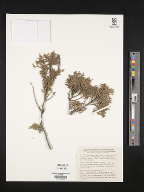 Juniperus thurifera image