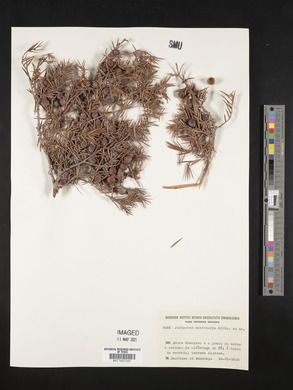 Juniperus macrocarpa image