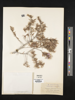 Juniperus macrocarpa image