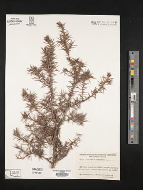 Juniperus oxycedrus image