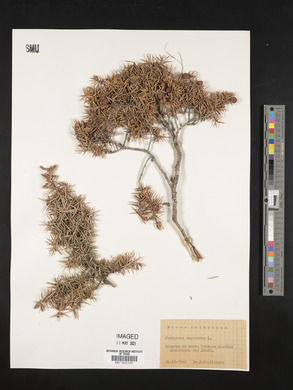 Juniperus oxycedrus image