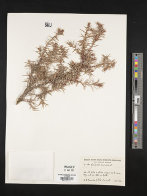 Juniperus oxycedrus image