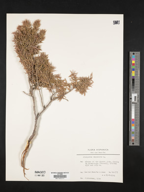 Juniperus oxycedrus image