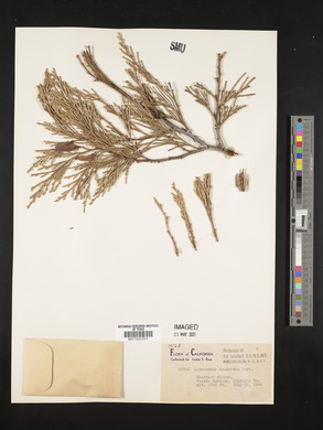 Calocedrus decurrens image