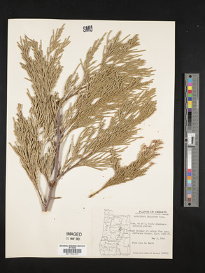 Calocedrus decurrens image