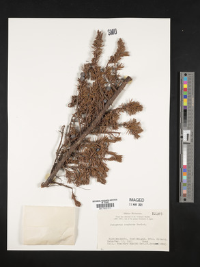 Juniperus conferta image