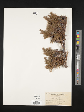 Juniperus conferta image