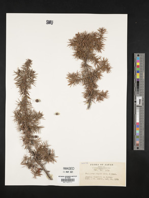 Juniperus rigida image