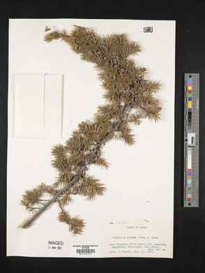 Juniperus rigida image