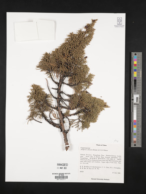 Juniperus saltuaria image