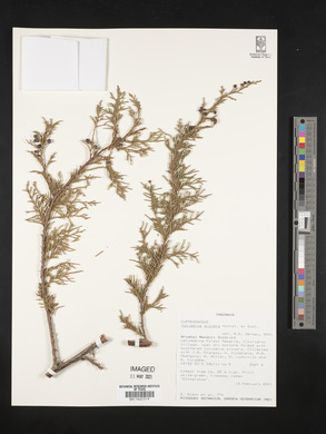 Juniperus procera image