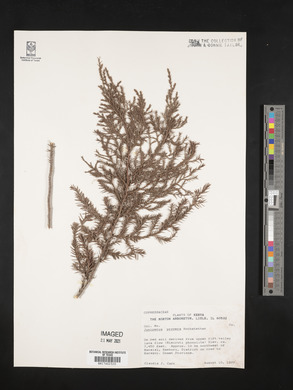 Juniperus procera image