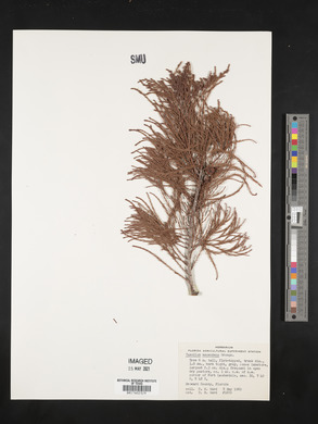 Taxodium ascendens image