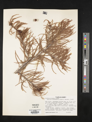 Taxodium ascendens image