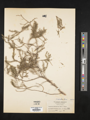 Taxodium ascendens image