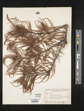 Taxodium ascendens image