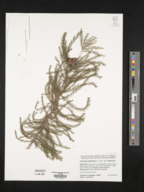 Taxodium distichum var. distichum image