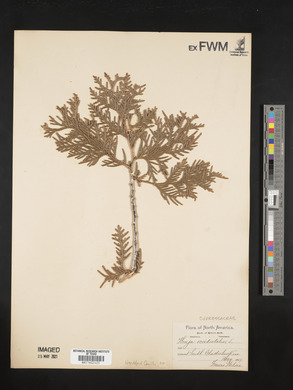 Thuja occidentalis image