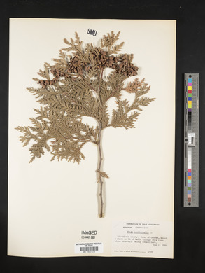 Thuja occidentalis image