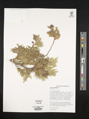 Thuja occidentalis image