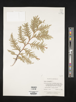 Thuja occidentalis image