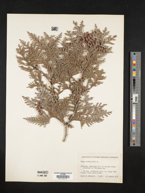 Thuja occidentalis image