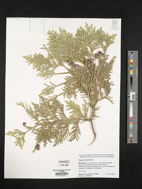 Thuja occidentalis image