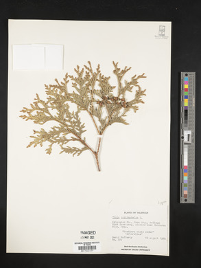 Thuja occidentalis image