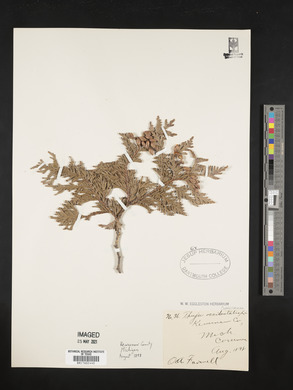 Thuja occidentalis image