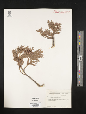 Thuja occidentalis image