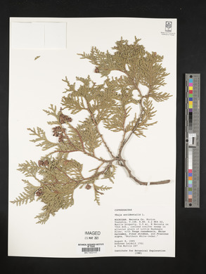 Thuja occidentalis image