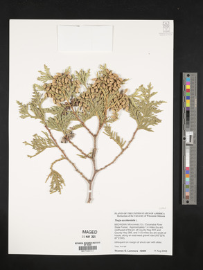 Thuja occidentalis image