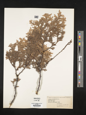 Thuja occidentalis image