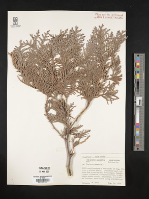Thuja occidentalis image