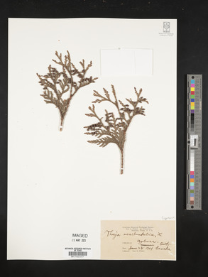 Thuja occidentalis image