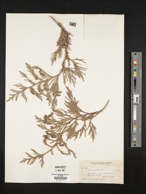 Thuja plicata image