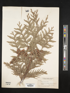 Thuja plicata image