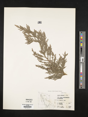Thuja plicata image