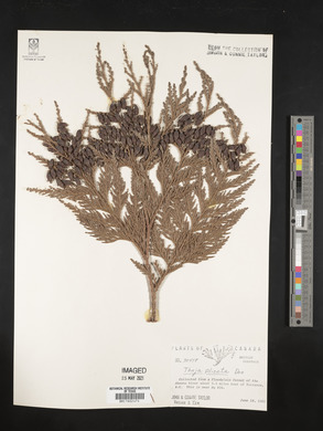 Thuja plicata image