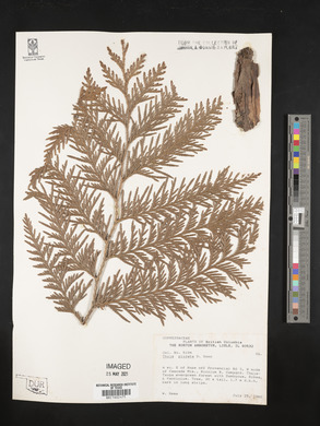 Thuja plicata image