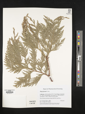 Thuja plicata image