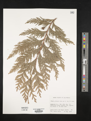 Thuja plicata image